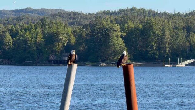 Two bald eagles perched on poles with the Ketchikan strait view in Alaska. 