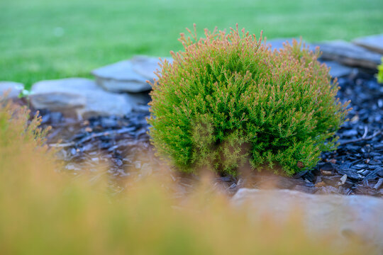Vibrant Fire Chief Arborvitae Shrub in Modern Residential Landscaping