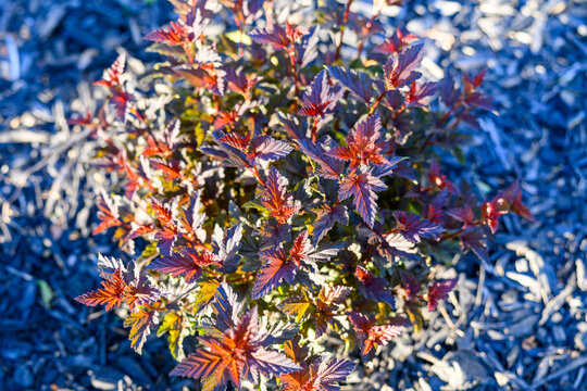 Close-Up of Jubilee Ninebark Shrub with Red and Purple Foliage by Stone Pathway