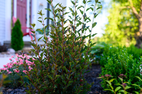 Upright Little Devil Ninebark Shrub in a Suburban Front Yard Landscaping Bed