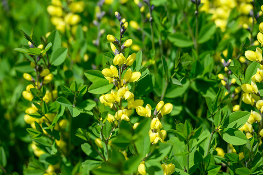 Medium Shot of Yellow False Indigo Baptisia Flowers Blooming in a Late Spring Garden