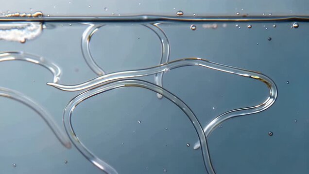 Microscopic Worm Parasites in Water Sample for Laboratory Research