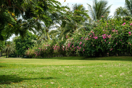 Vibrant Pink Bougainvillea Flowers Growing on a Lattice Fence