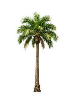 palm tree on white background
