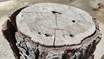 cross section of tree trunk © Boontian
