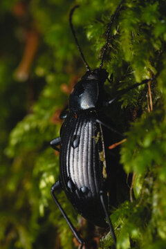 Darkling Beetle on Moss Vertical Macro Photography