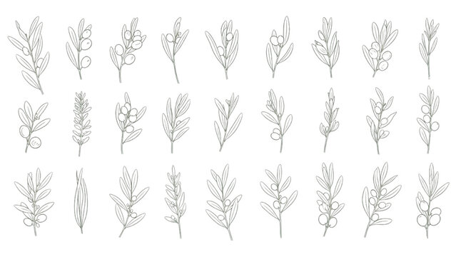 Olive Branches and Olive Leaf Sprigs Botanical Vector Collection Mediterranean Foliage Set