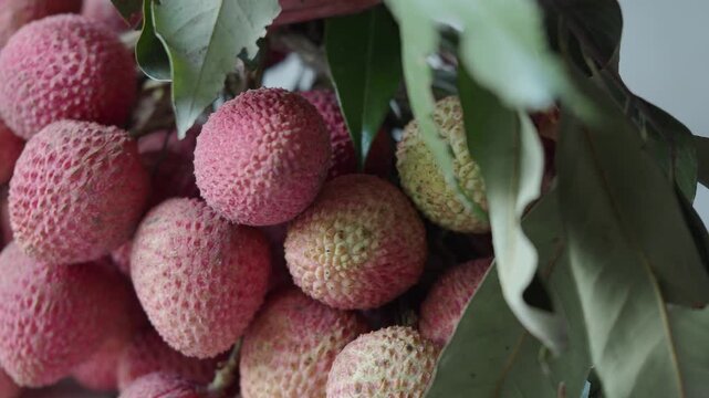 Fresh lychee fruits on branches