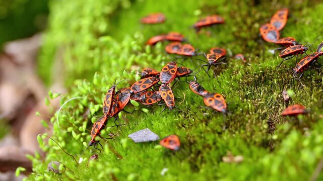 Macro view of firebugs crawling on green moss in spring forest.