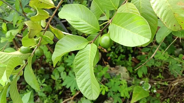 Young Guava Fruit Growing on Tree Branch in Tropical Garden
