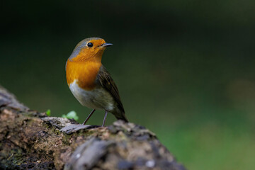 Fototapeta premium Rotkehlchen (Erithacus rubecula)