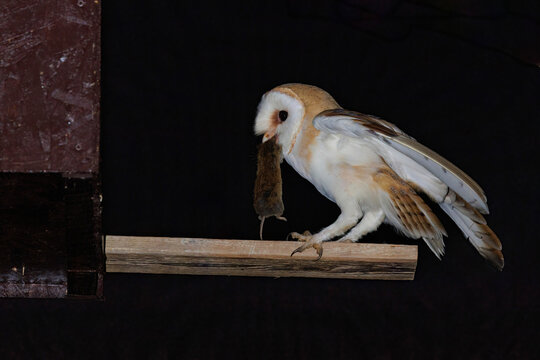 Schleiereule (Tyto alba)