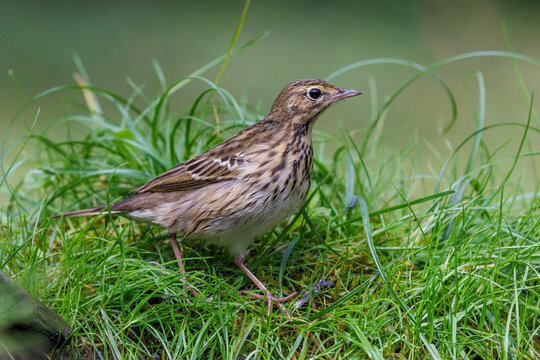 Baumpieper (Anthus trivialis)
