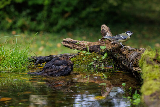 Amsel (Turdus merula)
