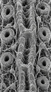 Scanning electron microscope image of renal medullary ray showing collecting duct surrounded by thick ascending limb tubules with interstitial cell processes