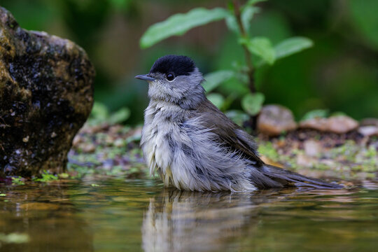 M&ouml;nchsgrasm&uuml;cke (Sylvia atricapilla) M&auml;nnchen