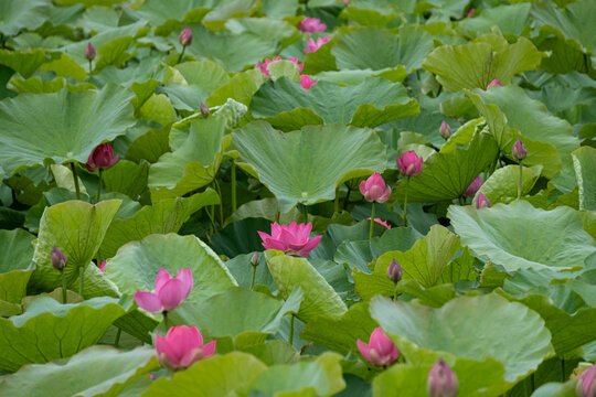 蓮の花