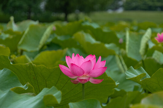蓮の花