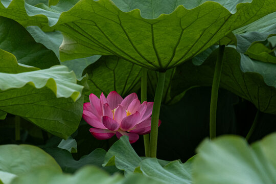 蓮の花