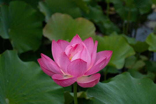 蓮の花