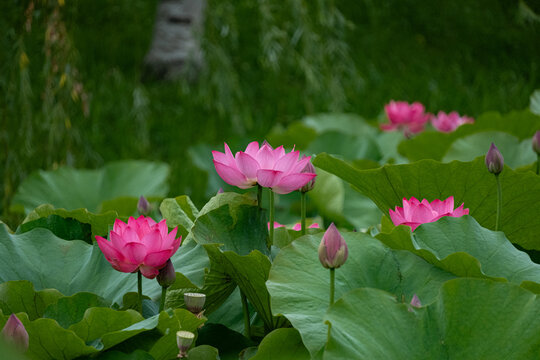 蓮の花