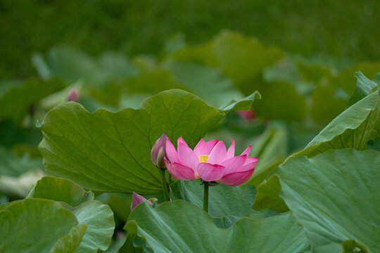 蓮の花
