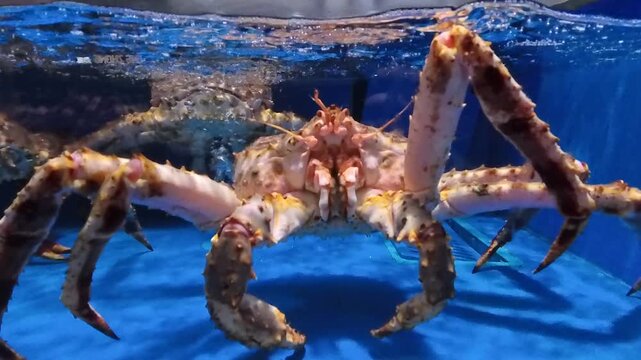 Fresh alive snow crab in supermarket seafood water tank - retail grocery store supermarket food display, 4K, 1080HD