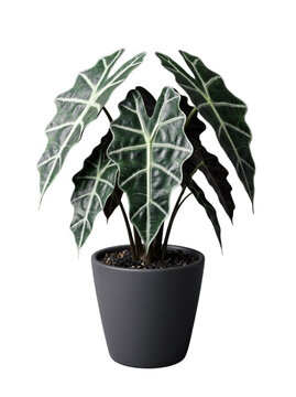 Vibrant Alocasia Polly plant with patterned leaves potted in a grey container