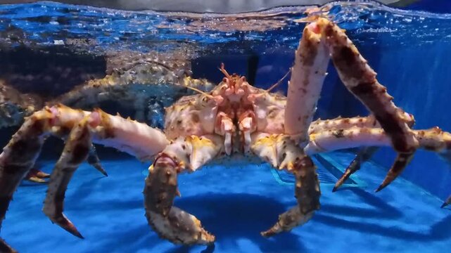 Fresh alive snow crab in supermarket seafood water tank - retail grocery store supermarket food display, 4K, 1080HD