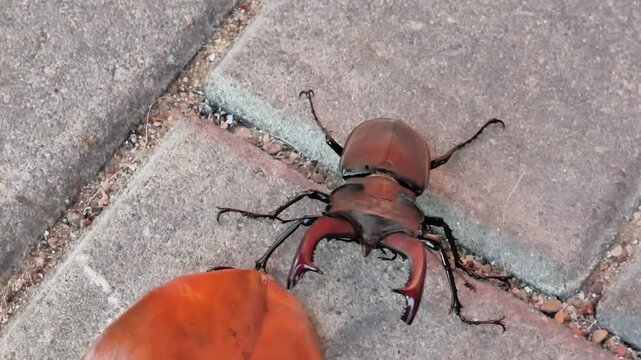 Closeup Male European stag beetle (Lucanus cervus), identifiable by its large, reddish mandibles that resemble deer antlers High Quality 4k Video