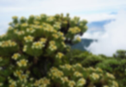 Blurred of Edelweiss Flower at Ciremai Mountain