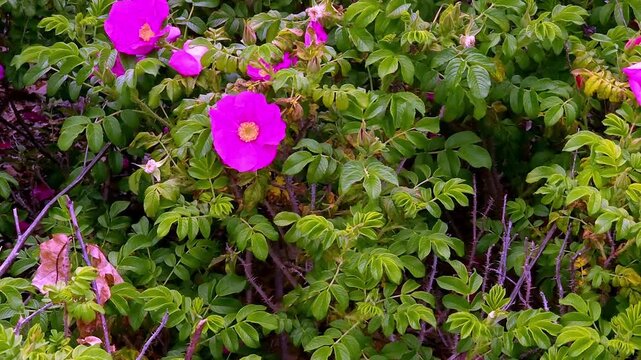 Ragusa roses are very hardy and revive under extreme winters