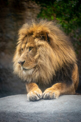 Fototapeta premium 旭山動物園で撮影したライオン