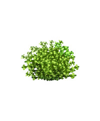 Fototapeta premium fresh green parsley