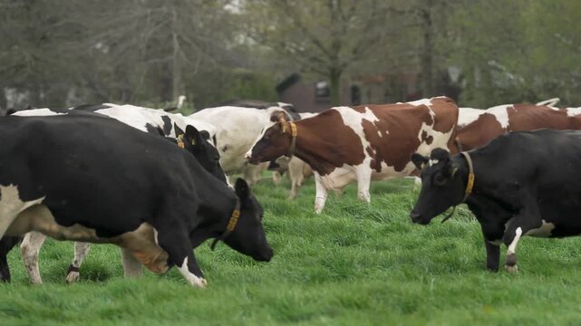 Herd of black and white holstein cows grazing in green grassy field during daytime.