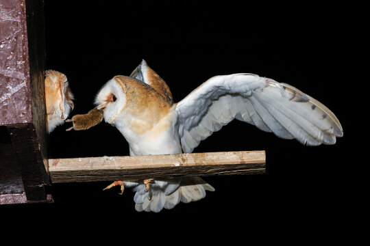 Schleiereule (Tyto alba)