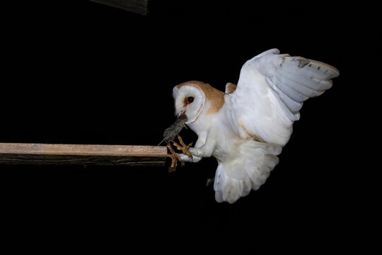 Schleiereule (Tyto alba)