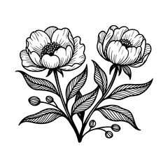 Peony Flower Branch Botanical Engraving Vector Illustration © Adhinatha