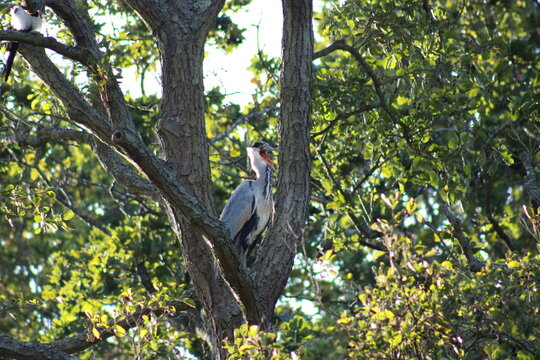Grey Heron, Ardea cinerea - United Kingdom, Berkshire, Bracknell