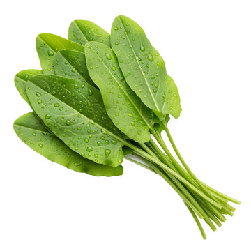 Fresh green sorrel leaves isolated on transparent background