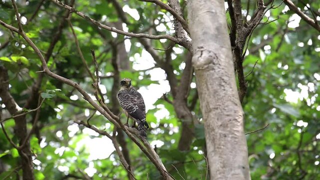 An Immature Crested Serpent Eagle perched alertly on a bare tree branch in its natural jungle habitat wit watching its prey. Against a soft green forest background.