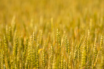 Obraz premium Wheat field shows cultivated green landscape. Fresh wheat field supports harvest season. Organic wheat field grows in summer. Natural wheat field fits environment concept.