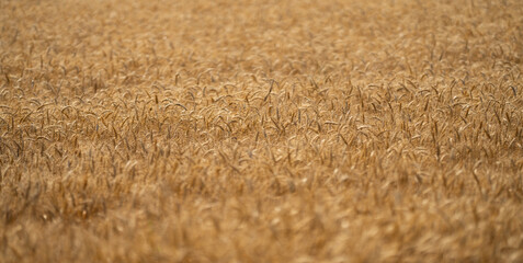 Obraz premium Wheat background representing harvest and rural farming. Close-up of ripe grain ready for harvest in a natural farmland setting. Crop fields showing growth and agricultural patterns.