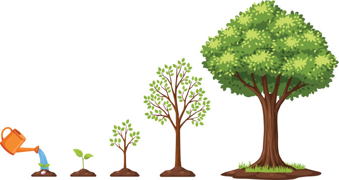 Tree growth stages vector illustration from seed watering to a fully grown tree