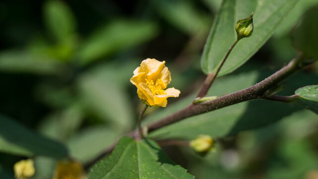 Based on the visual characteristics, this plant is a member of the Sida genus in the mallow family (Malvaceae). It most closely resembles Sida rhombifolia (commonly known as Arrowleaf Sida).