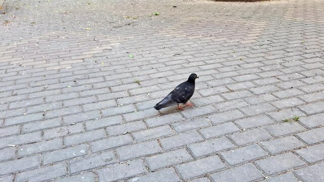 A lone dark pigeon walks across a paved stone courtyard, searching for food in an open urban space. Natural outdoor scene featuring bird behavior, movement, and textured pavement