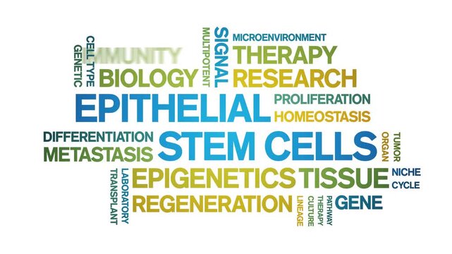 Epithelial Stem Cells animated word cloud-gross domestic product animation tag kinetic typography seamless loop.