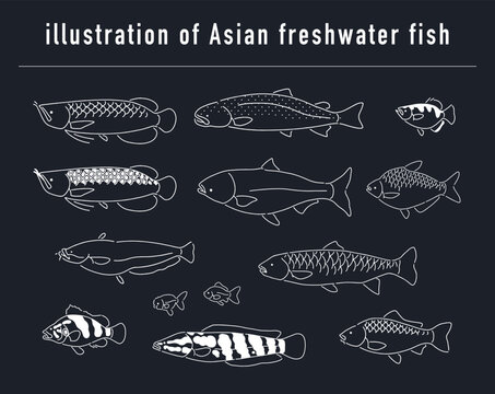 アジアの淡水魚のイラストセット