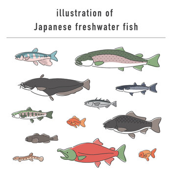 日本の淡水魚のイラストセット
