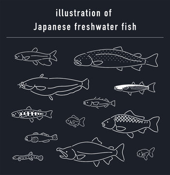 日本の淡水魚のイラストセット